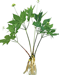 Cây Nhân Sâm Non Hoàng Đế 5 cây