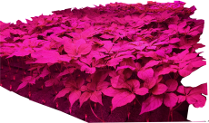 CÂY NHÂN SÂM NON HÀN QUỐC TRỒNG THỦY CANH TẠI VN