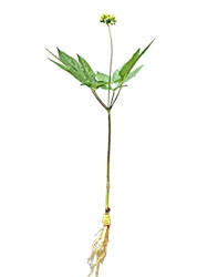 Cây Nhân Sâm Non Hoàng Đế 1 cây