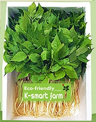 Cây Nhân Sâm Non Hoàng Đế 100 cây