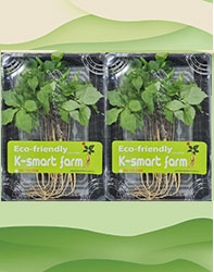 Cây Nhân Sâm Non Hoàng Đế 20 cây