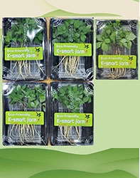 Cây Nhân Sâm Non Hoàng Đế 50 cây