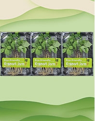 Cây Nhân Sâm Non Hoàng Đế 30 cây