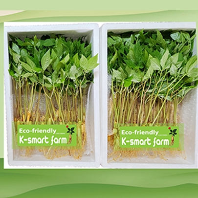 Cây Nhân Sâm Non Hoàng Đế 200 cây