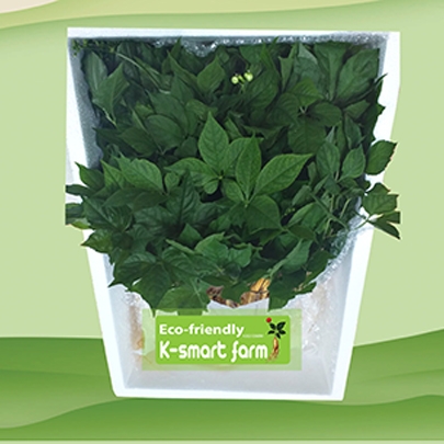 Cây Nhân Sâm Non Hoàng Đế 300 cây