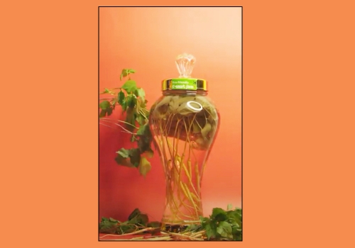 VIDEOL GIỚI THIỆU  CÂY NHÂN SÂM NON HOÀNG ĐẾ